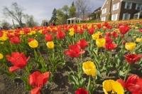 At the annual Ottawa Tulip Festival visitors see fields of tulips in many colors and varieties.