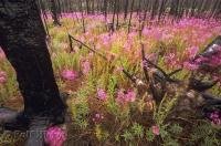 A plant that thrives after forest fires is the fireweed and is a common sight in the Yukon Territory, Canada.