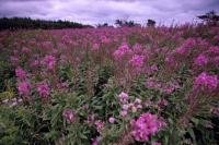 A beautiful field of brightly coloured Fireweed in Newfoundland, Canada