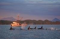 Off Northern Vancouver Island in British Columbia, a pod of Orca give passengers aboard this fishing boat a good look at their family.