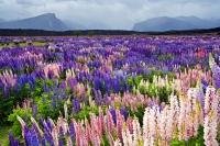 Like a carpet of purple, pink, blue, and white, a field of russell lupins stretches out in a beautiful flower display in Fiordland National Park, Southland, New Zealand.