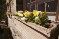 Murray Diceman House in the historic village of Kleinburg in Ontario, Canada with rustic window planter boxes with flowers.