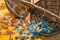 A picture that thrills fishermen is a table strewn with multi-colored fly fishing flies which are tied and ready to be used.
