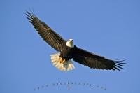 Fly Like an Eagle, America's National Emblem