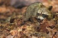 A cute Raccoon forages and scratches through the dry leaves of the forest floor near George Lake in beautiful Killarney Provincial Park, Ontario in Canada.