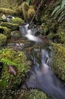 A pristine stream in the Queets River Area rain forest on the Olympic Peninsula of Washington.