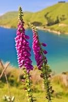 Brilliant colors of the Foxglove flower blend in beautifully with the turquoise colored waters of Titirangi Bay in the Marlborough Sounds on the South Island of New Zealand.