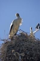A couple of white storks preparing their nest for breeding in the Parc Naturel Regional de Camargue in the Provence, France in Europe.
