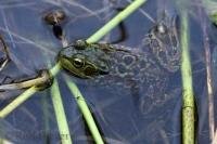 The Mink Frog is one of seven species of frogs found in the Kejimkujik National Park of Nova Scotia, this frog was found bathing in the Mersey River.