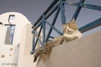 There were many funny cats in Santorini, Greece just lying about and sleeping in the sun. This cute cat had his leg hanging over the edge and looked pretty relaxed in the Greek sun.