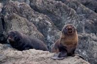 One of the two Fur Seal pups on the rocks at the Cape Palliser Seal Colony on the North Island of New Zealand seems a little more enthusiastic than the other.
