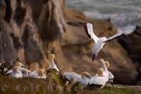 A colony of Gannets gather at Muriwai Beach, which is situated on the West Coast of the North Island near Auckland, New Zealand. The Gannet is a species of seabird found along the coast of New Zealand and lives in colonies.