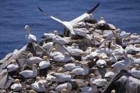 A colony of Northern Gannets at Cape St Mary's Ecological Reserve on the Avalon Peninsula of Newfoundland, Canada.