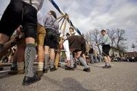 The men, dressed in traditional lederhosen, work on raising the Maibaum in Putzbrunn, German.