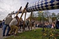 The raising of the Maibaum during the traditional Maibaum festival in Putzbrunn, Bavaria, Germany.