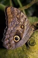The Giant Owl Butterfly is found from Mexico through South America.
