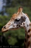 A portrait of a young giraffe at the Auckland Zoo on the North Island of New Zealand.