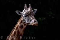 A giraffe poses for his portrait in the Pridelands area of the Auckland Zoo on the North Island of New Zealand.