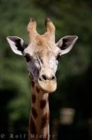 Natural skyscaper of the world - a Giraffe at the Auckland Zoo on the North Island of New Zealand.