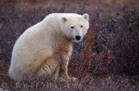 A true symbol of global warming is the majestic polar bear, which inhabits the polar regions of the world and Hudson Bay in Manitoba, Canada.