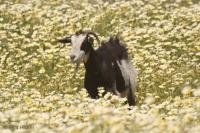 Photo of a goat standing inside a huge patch of wildflowers on the Greek island of Santorini.