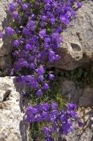 Purple flowers adorn the wall of a building in the village of Gourdon in France, Europe.