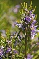 A beautiful rosemary bush begins to blossom at the La Source Parfumee in the village of Gourdon in France, Europe.