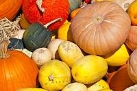 A variety of gourds, squashes and pumpkins, on display during fall in the Okanagan Similkameen Region of British Columbia.
