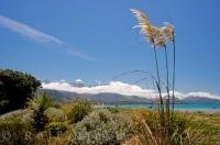 Toi Toi grass plants are beautiful as they sway in the wind that blows across the Kaikoura beach in the Canterbury region on the South Island of New Zealand.