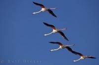 A small group of Greater Flamingos flying overhead in the Camargue in the Bouches du Rhone region of Provence, France.