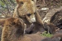 A couple of cute Grizzly Bear cubs playing contently with each other in British Columbia, Canada.