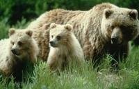 A grizzly mum and her baby bears come out of their winter den in the spring.