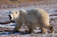 A growling Polar Bear wards off any unwanted guests near Camp Nanuq along the Hudson Bay in the Churchill Wildlife Management Area in Churchill, Manitoba.