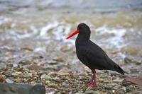 The scientific name for the boisterous Variable Oystercatcher, a sea bird found around the coasts of New Zealand is Haematopus unicolor.
