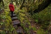 A fairly easy trail for any hiker is the Kapuni Loop Track in Egmont National Park on the North Island of NZ.