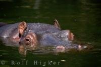 How can anyone say a hippopotamus is not cute when you look at a picture like this staring back at you.