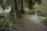 A couple are dwarfed by the towering trees in the Hoh Rain Forest in the Olympic National Park of Washington, USA.