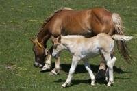 A grazing mare and her foal in the Bonaigua Pass makes a great photo for transfer to a mug or trivet.