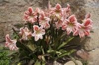Red and white striped lilies grow outside the church wall in the village of Loarre in Huesca, Aragon.