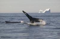 Newfoundland is one of the unique places where icebergs and Humpback whales can be seen at once.
