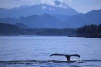 A humpback whale displays it tail fluke as it takes a deep dive in Johnstone Strait in British Columbia, Canada.