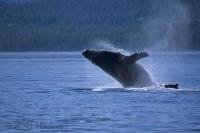 A breaching humpback whale seen from a whale watching boat in BC in Johnstone Strait in Canada.