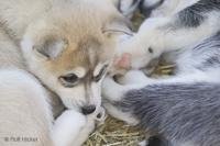 Stock Photo of Cute Husky Dog Puppies