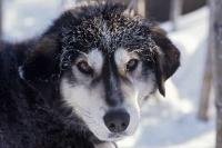 A cute husky dog poses for the camera just before leaving on a sled journey with visitors in the arctic of Alaska.