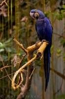 The bright blue color of the Hyacinth Macaw is clearly visible as this bird perches on a large branch in the Tropical Forest of the Biodome de Montreal in Quebec.