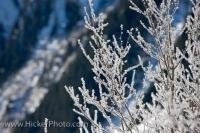 Across the wilderness landscape of the Wildgerlos Valley in Austria, winter brings a new appearance to the area when the trees become frosted with ice.