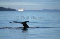 Ocean avenuewith Humpback Whale and Cruise ship