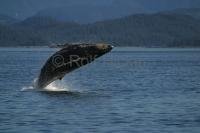 Photo of a Humpback Whale breaching