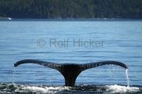 Stock Photo of a Humpback Whale Fluke