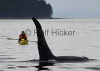 Johnstone Strait off Vancouver Island in British Columbia is the place - Kayak with Orca Whales (Killer Whales), North Vancouver Island